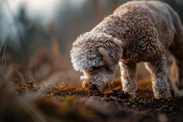 Lagotto Romagnolo dog searching for truffles in forest