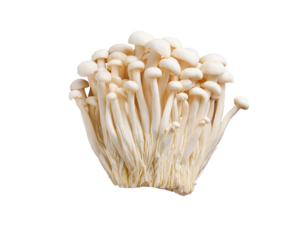 bunch of Japanese enoki mushrooms isolated