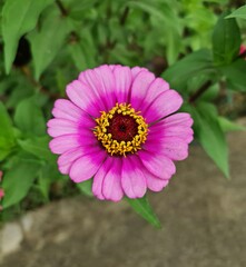 Pink zinnia flower blooms in garden