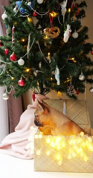 Charming Christmas scene featuring curious French Bulldog puppy. Little doggy sits in box under decorated artificial fir, sniffing hanging toy. Festive atmosphere is enhanced by twinkling lights
