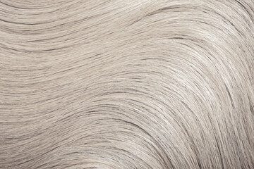 Blond hair close-up as a background. Women's long blonde hair. Beautifully styled wavy shiny curls....