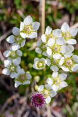 Close-up of several tufted saxifrage or tufted alpine saxifrage or Saxifraga cespitosa, a small, white flower and mat-forming perennial. Arviat, Nunavut, Canada