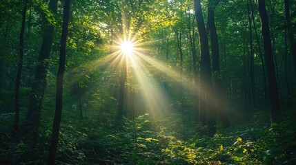 Obraz premium Sun shining through trees in lush green forest