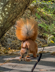 In the park, a red squirrel eats walnuts, backlit by the sun.