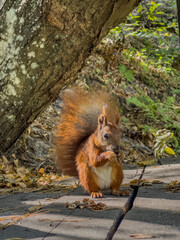 In the park, a red squirrel eats walnuts, backlit by the sun.