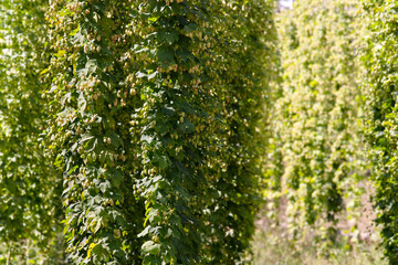 Obraz premium green fresh hop cones plantation at harvest time for making beer