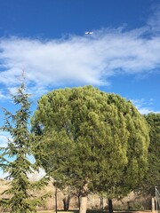 Piñas