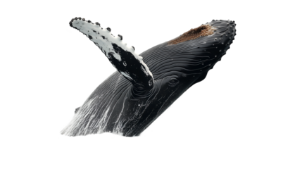 A majestic humpback whale isolated on transparent PNG.