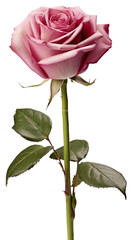 Obraz premium PNG Elegant pink rose bloom