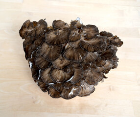 Mushroom ram, grifola frondosa (Dicks.) Gray) on a light background