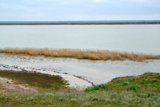 The shore of Lake Manych-Gudilo in spring. Kalmykia