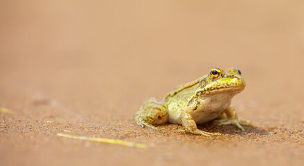 The frog sits on the sand on the shore of the lake. Beautiful wildlife landscape with place for text. The concept of protecting wildlife and ecology.