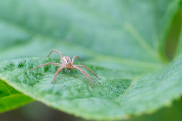 Closeup of an american nursary web spider