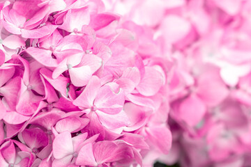 Obraz premium Pink flowers close up. Bouquet of purple flowers. City flower beds, a beautiful and well-groomed garden with flowering bushes.