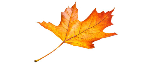 Fototapeta premium a close-up of a leaf. 