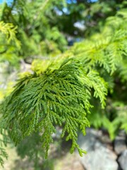 Closeup Tree Needles 