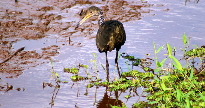um passaro em um lago seco procurando alimento