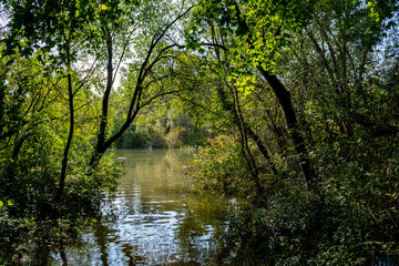 Flooded Path Through Forest At High Water In Danube Wetlands National Park In Austria