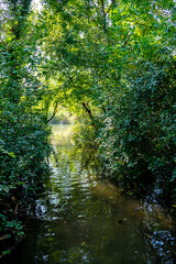 Flooded Path Through Forest At High Water In Danube Wetlands National Park In Austria