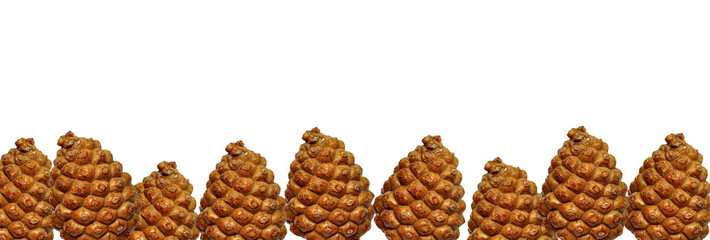 Pine cone nuts, line of pine cones. Pine nuts. Nutritious food. Cut out. PNG