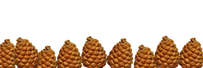 Pine cone nuts, line of pine cones. Pine nuts. Nutritious food. Cut out. PNG