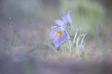 The breath of spring