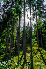 Sunlit Forest With Deciduous Trees in Province Carinthia In Austria