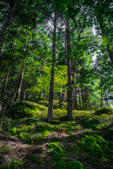 Sunlit Forest With Deciduous Trees in Province Carinthia In Austria