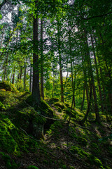 Sunlit Forest With Deciduous Trees in Province Carinthia In Austria
