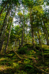 Sunlit Forest With Deciduous Trees in Province Carinthia In Austria