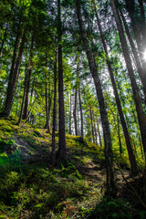 Sunlit Forest With Deciduous Trees in Province Carinthia In Austria