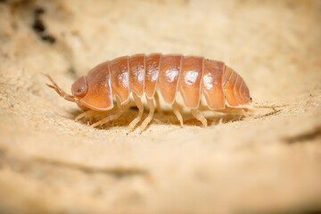 Armadillo officinalis Brown ball isopoda woodlouse. Armadillo officinalis assel exotic animal in the natural background macro photography