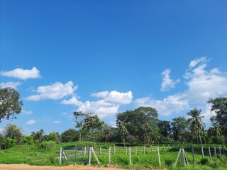Fototapeta premium grass and blue sky