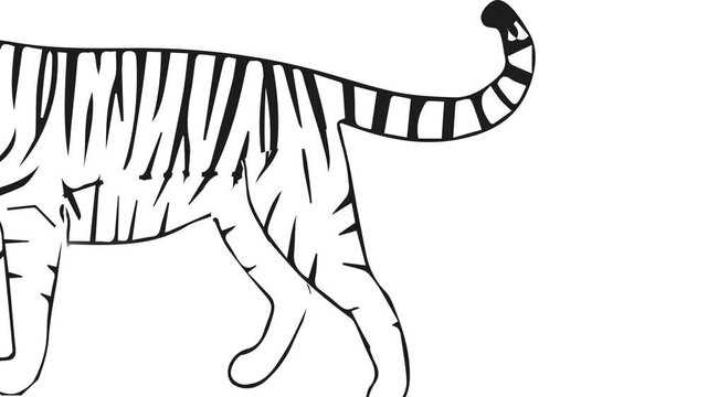 tiger-tiger walking-tiger outline walking-vector
