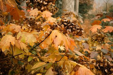 fallen autumn leaves