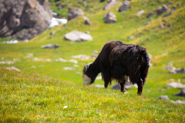 Fototapeta premium A herd of yaks graze in the mountains. Himalayan big yak in a beautiful landscape. Hairy cow cattle wild animal in nature in Tibet. Sunny summer day in the wild. Farm animal in Nepal and Tibet.