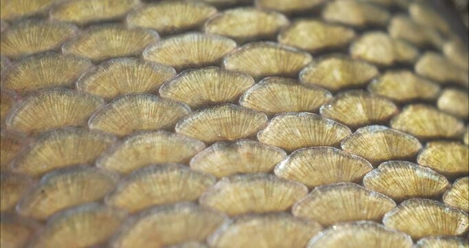 Fish scale texture. The body of a large carp.