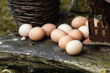 Selbstversorgung. Die gesammelten Hühnereier