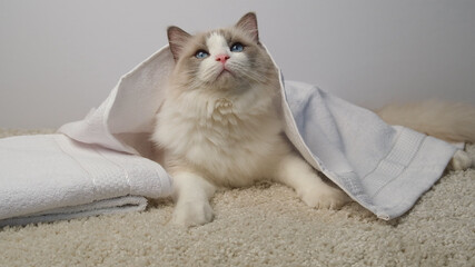White cat in a grooming salon. Ragdoll cat under white towel.