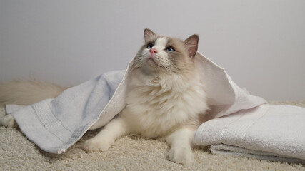 White cat in a grooming salon. Ragdoll cat under white towel.