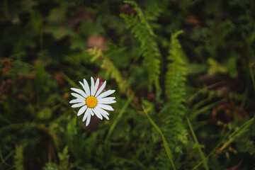 A solitary, vibrant daisy blooms gracefully amidst an array of lush green ferns, showcasing the beautiful dance of nature in harmony
