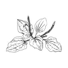 a black and white linear illustration of plantain