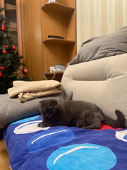 Lazy fat Grey cat Scottish fold on sofa at home, relaxed pet
