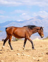 Obraz premium A herd of horses graze in the meadow in summer, eat grass, walk and frolic. Pregnant horses and foals, livestock breeding concept.