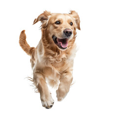 Golden retriever dog running and jumping happily, isolated on transparent, ideal for pet and joyful