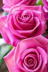 Fototapeta premium Beautiful flowers