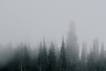 Forest in the Fog