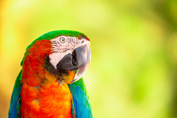 A close-up of a macaw. The multi-colored parrot sits on a perch. The background is blurred, which emphasizes the bird's bright colors.