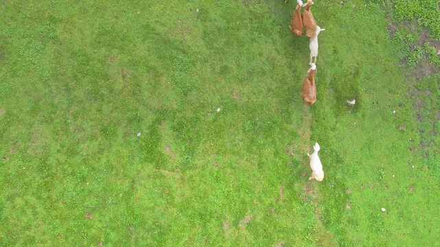 Aerial view of flocks of sheep grazing in the mountains of Mulla Ki Basti, Dudipatsar National Park, Kaghan Valley, Pakistan