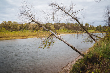 A serene riverbank adorned with leaning trees is beautifully set against a cloudy overcast sky in a...